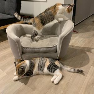 Meet your Posher, Abby